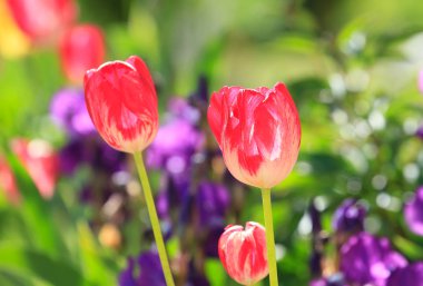 Kırmızı lale çiçeği Bahçe