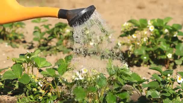 Watering can of strawberry — Stock Video