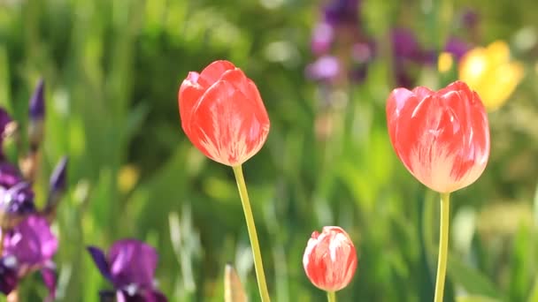 Tulipas florescem no jardim — Vídeo de Stock