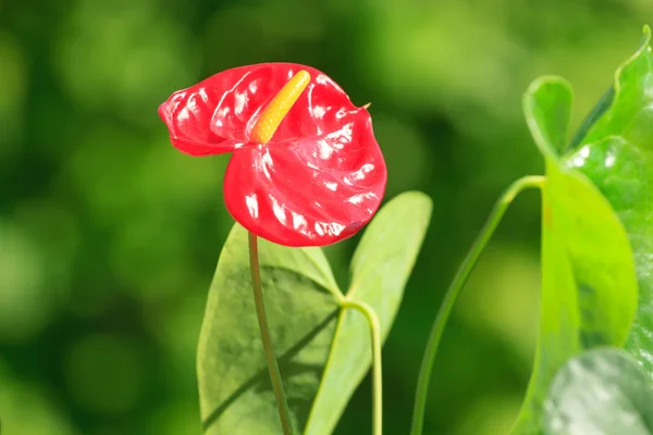 Röd anthurium blomma — Stockfoto