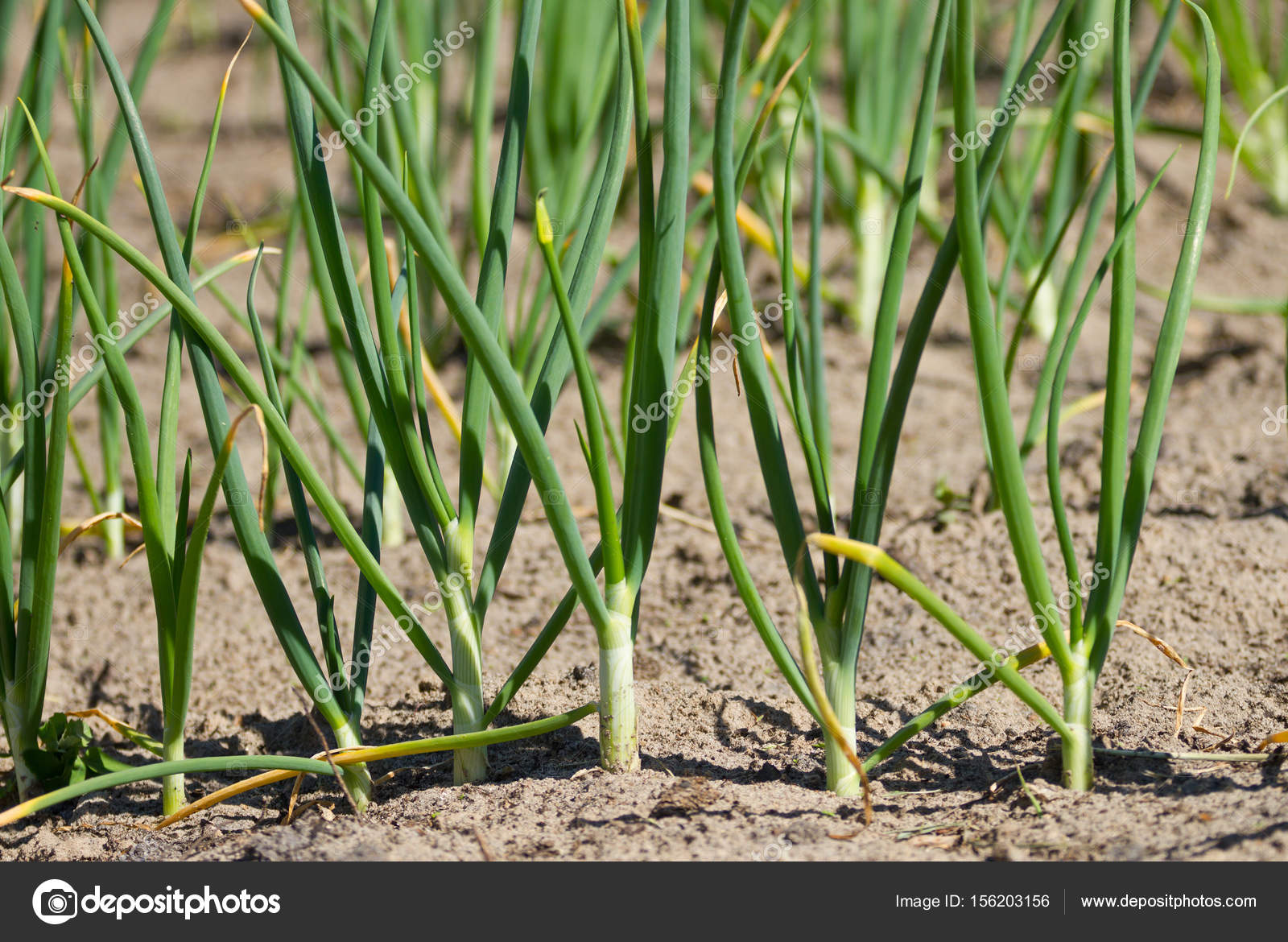 Полив чеснока. Лук шалот и лук порей. Полив чеснока. Лук севок геркулес. Чеснок на грядке.