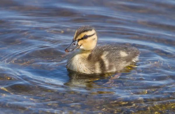 물 속에서 작은 ducklings — 스톡 사진