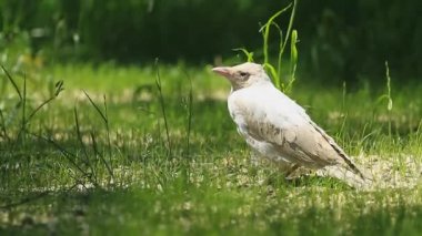 Albino karga yeşil çimenlerin üzerinde