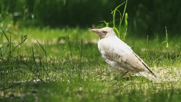 Albino crow on a green grass — Stock Video