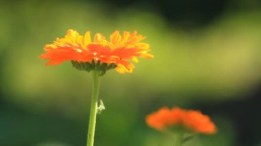 Calendula tıp çiçek 