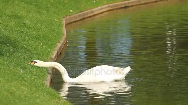 Cisne blanco nadando — Vídeo de stock