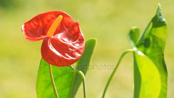 Rote Anthurienblüte im botanischen Garten — Stockvideo