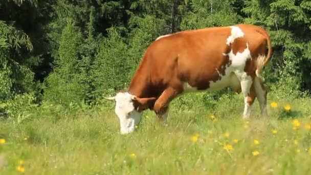 Pastos de vacas con campana en la montaña . — Vídeos de Stock