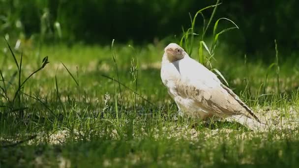 Cuervo blanco sentado en la hierba — Vídeos de Stock