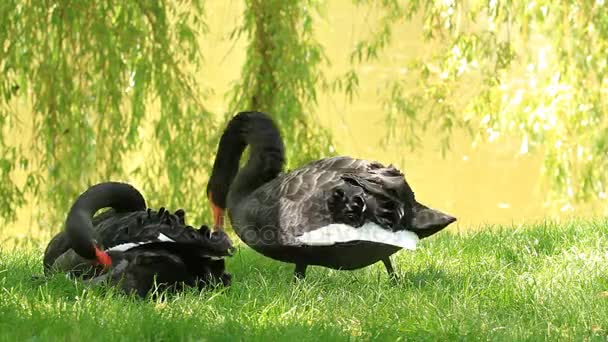 Twee zwarte zwanen op de oever van het meer — Stockvideo