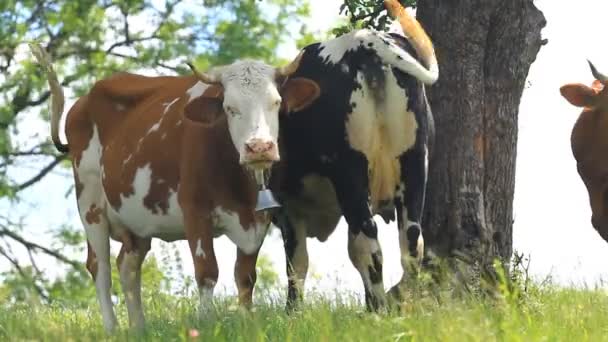 Vacas pastando con campana — Vídeos de Stock