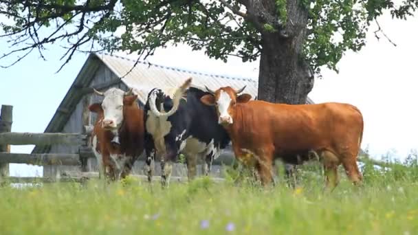 Pastagem de vaca com sino — Vídeo de Stock