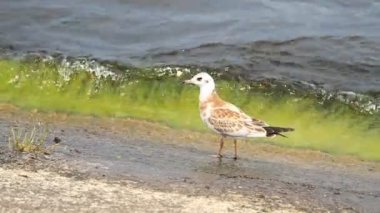 Denizde genç martı