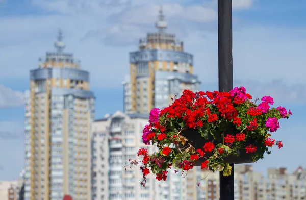 Potes de flores em Kiev — Fotografia de Stock