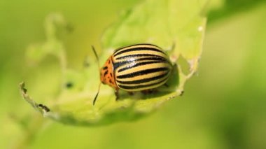Patates yaprak yemek Colorado böceği
