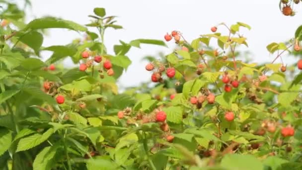 熟した赤いラズベリーの枝 — ストック動画