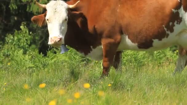 Vache au pâturage clocher  