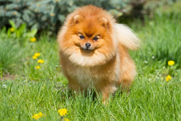 Померанская собака на траве — стоковое фото