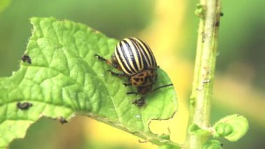 Colorado böceği patates yaprak üzerinde oturur