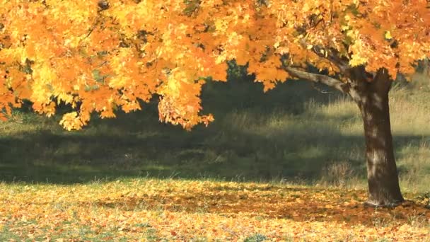 Жовте кленове дерево в сонячний осінній день . — стокове відео