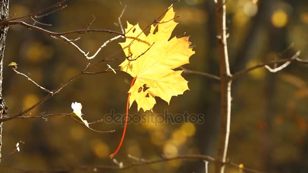 Осенний кленовый лист — стоковое видео
