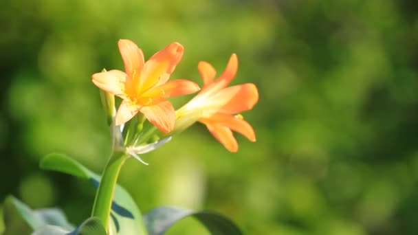 Clivia miniata florece flores — Vídeos de Stock