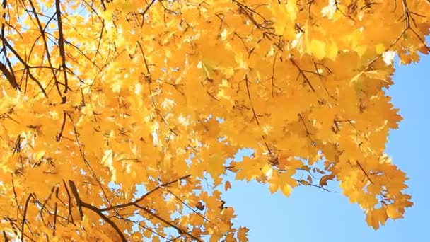 Árbol de arce de otoño — Vídeos de Stock