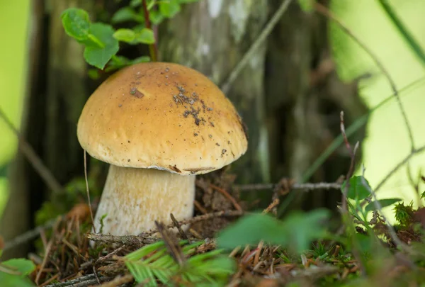 White fresh mushroom — Stock Photo, Image