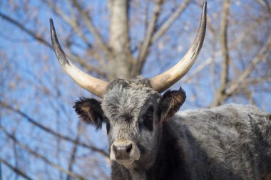 cape buffalo portresi