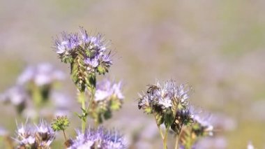 phacelia Çiçekler arıları tozlaşmak