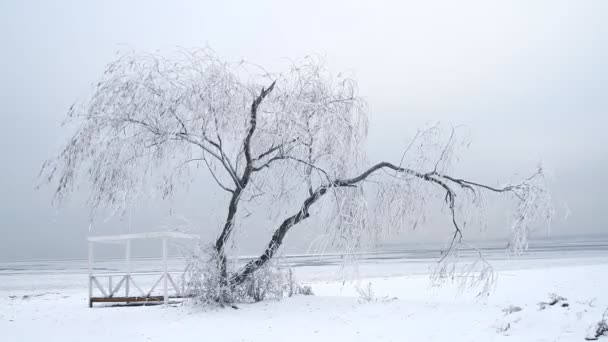 Pilträd i vinter — Stockvideo