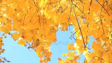 Sarı akçaağaç yaprakları ile sonbahar ağaçlar.