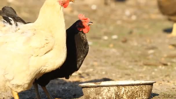 Dos Gallinas Bebiendo Agua — Vídeos de Stock