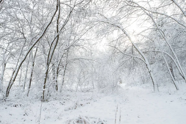 Árvores no parque de inverno — Fotografia de Stock