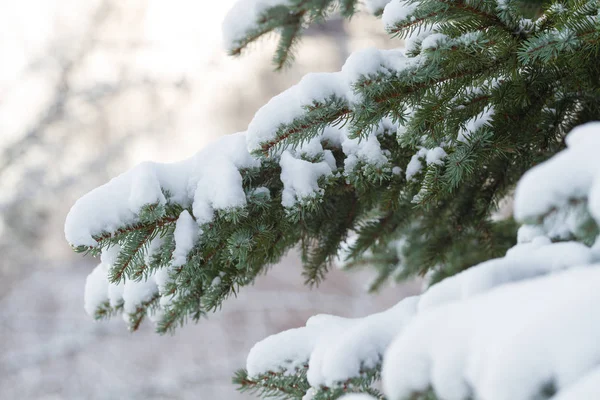 Dennenboom in de winter — Stockfoto