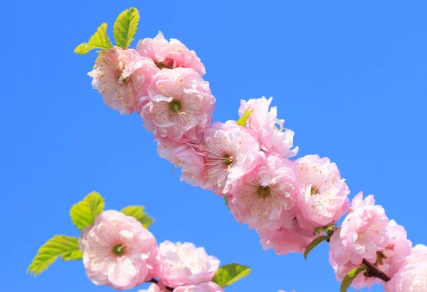 Çiçeği pembe sakura — Stok fotoğraf