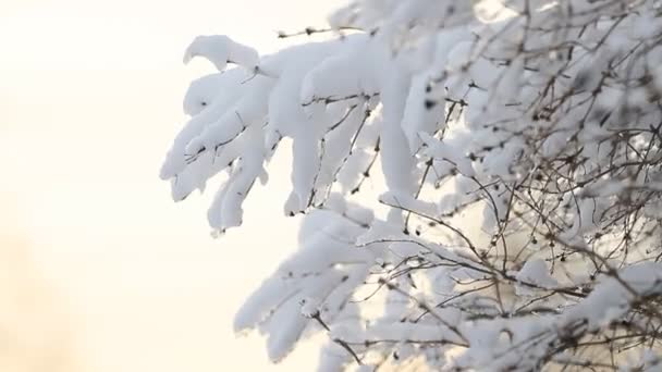 Ramo Albero Coperto Neve Luce Solare — Video Stock