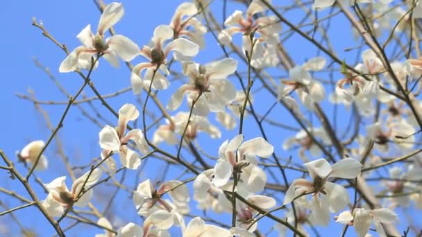 Witte Magnolia Bloemen Tegen Blauwe Hemel — Stockvideo