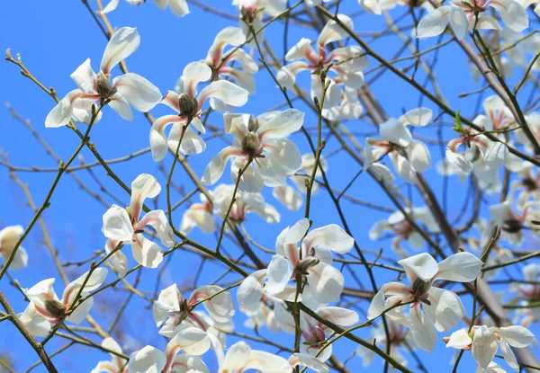 White magnolia flowers — Stock Photo, Image