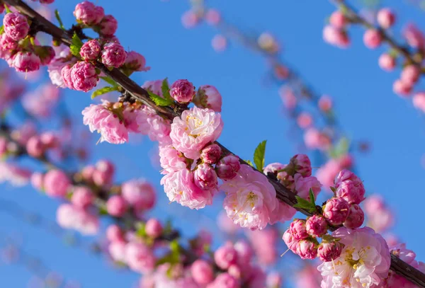 Bahar sakura çiçekleri — Stok fotoğraf