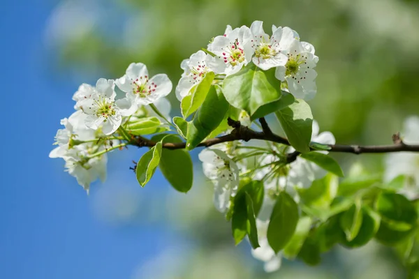 Fiori di melo fiori bianchi — Foto Stock