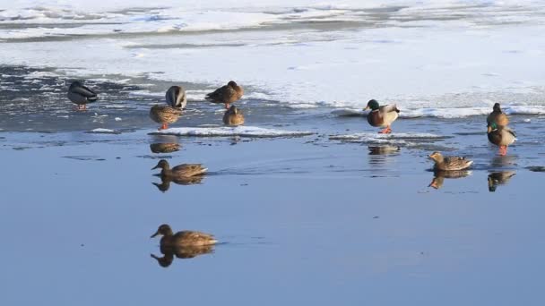 Ducks Swim Lake Winter — Stock Video