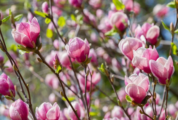 Red magnolia flowers — Stock Photo, Image