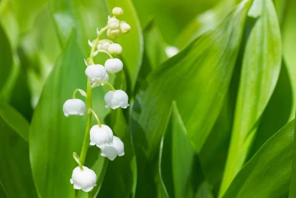 Lilies of the valley blossom in springtime