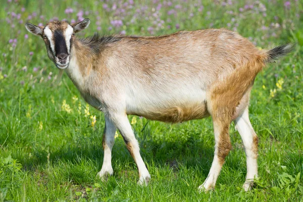 Young goat pasture — Stock Photo, Image