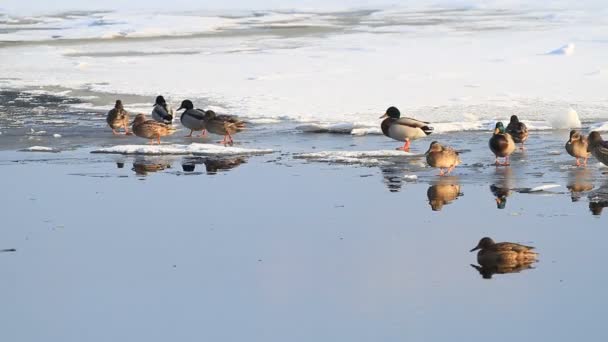冬天结冰的湖和鸭子在冰 — 图库视频影像