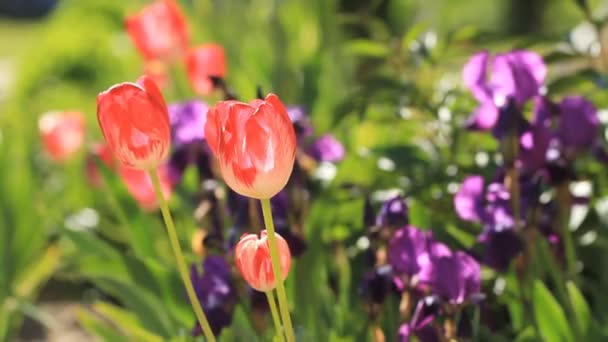Des tulipes roses fleurissent dans le jardin 