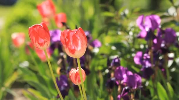 Roze Tulpen Bloeien Tuin — Stockvideo