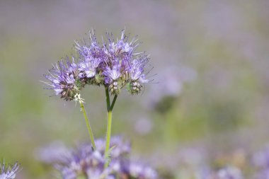 Çiçek phacelia çiçek yaz gün