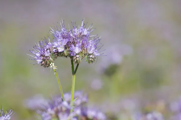 夏の日の花 phacelia の花 — ストック写真